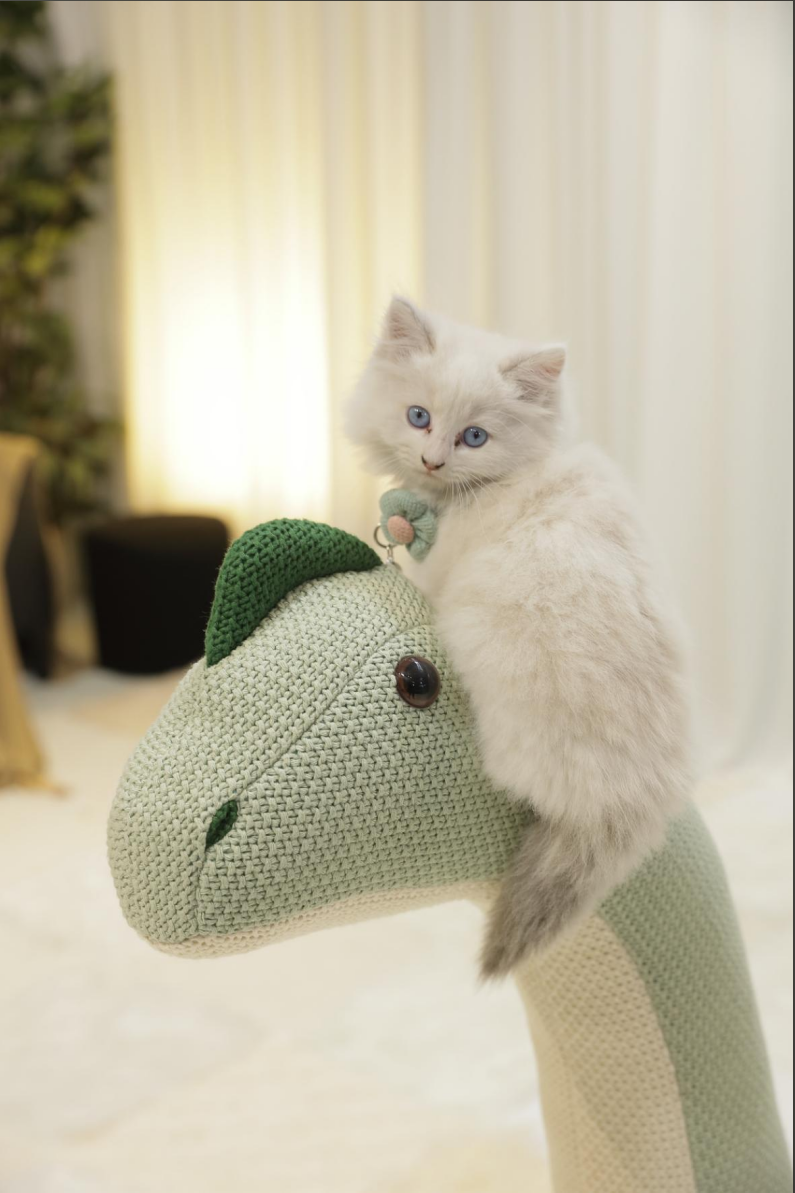 1.1M Brachiosaurus pet friendly furniture