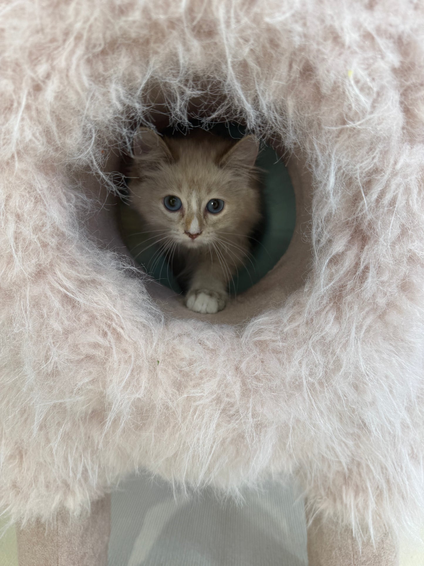 2Meters Luxury Alpaca-Fabric Cat Tunnels & Cat Trees – Premium Pet Furniture