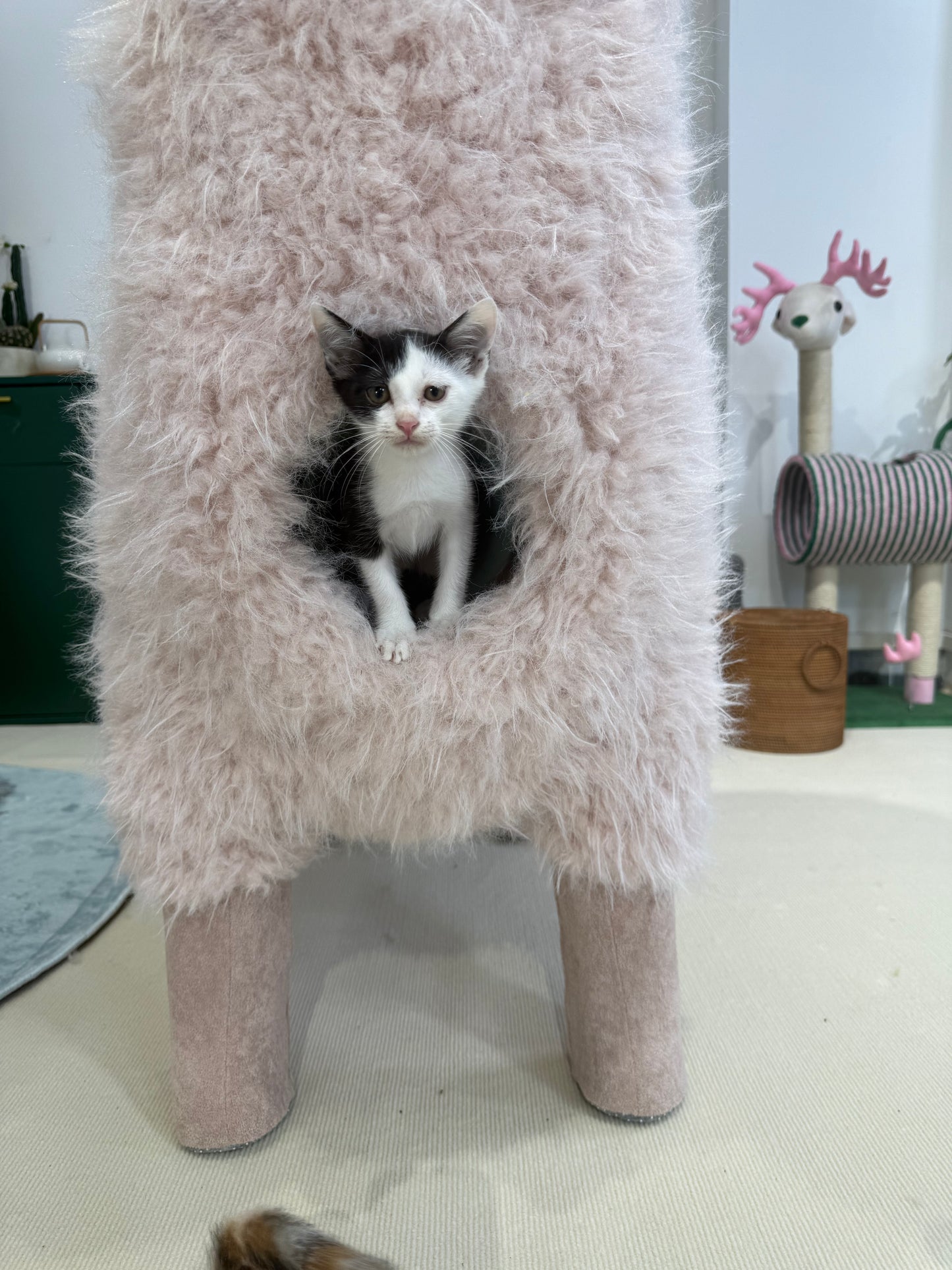 2Meters Luxury Alpaca-Fabric Cat Tunnels & Cat Trees – Premium Pet Furniture