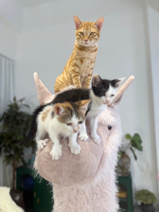 2Meters Luxury Alpaca-Fabric Cat Tunnels & Cat Trees – Premium Pet Furniture