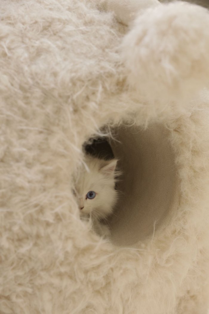 2Meters Luxury Alpaca-Fabric Cat Kennels & Cat Trees – Premium Pet Furniture