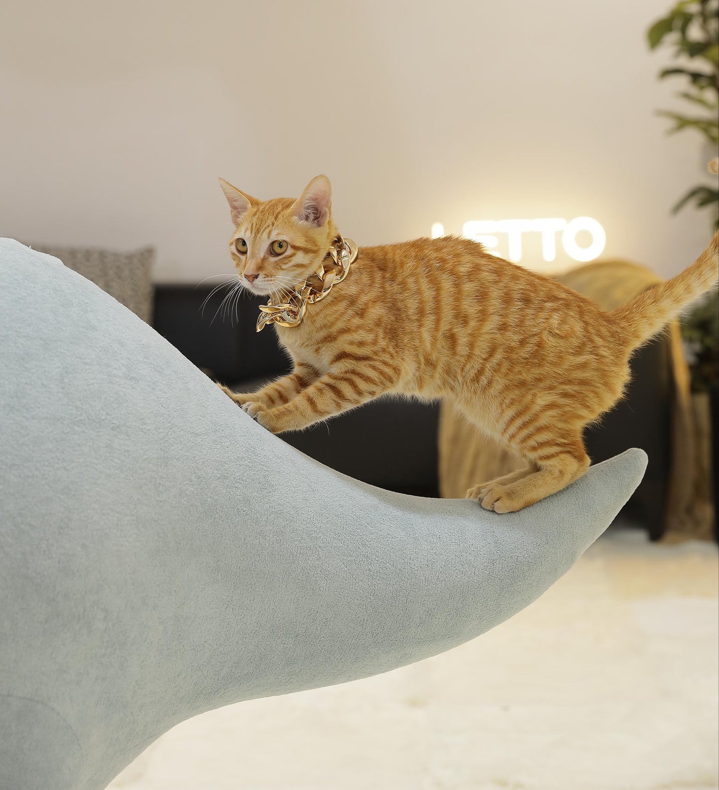 2 Meters Giant Dinosaur with Cat Nest-Pet Friendly Furniture